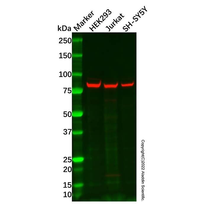 FAM35A/FAM35B Antibody -    by Aladdin Scientific