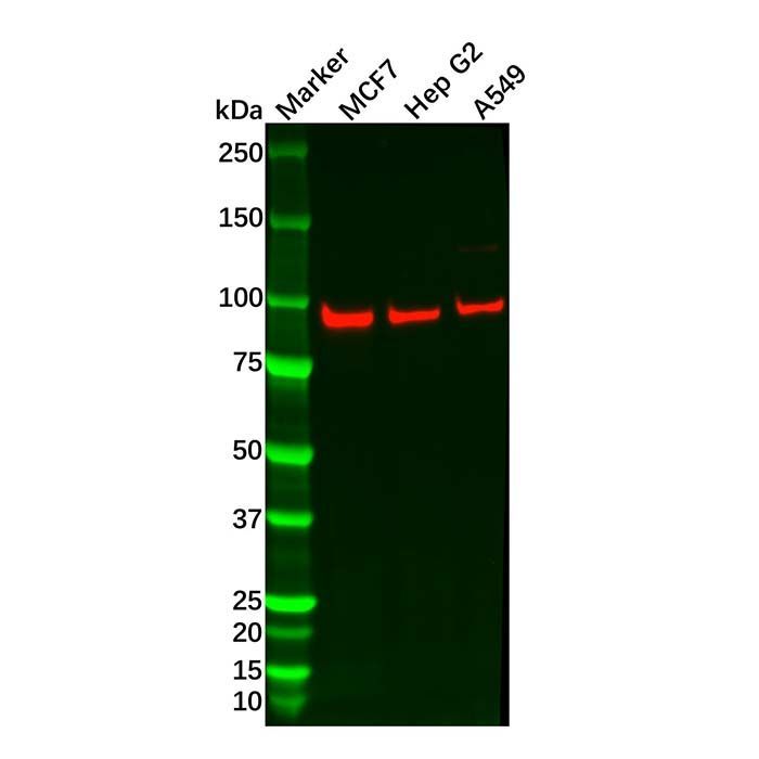 FER Mouse mAb -    by Aladdin Scientific