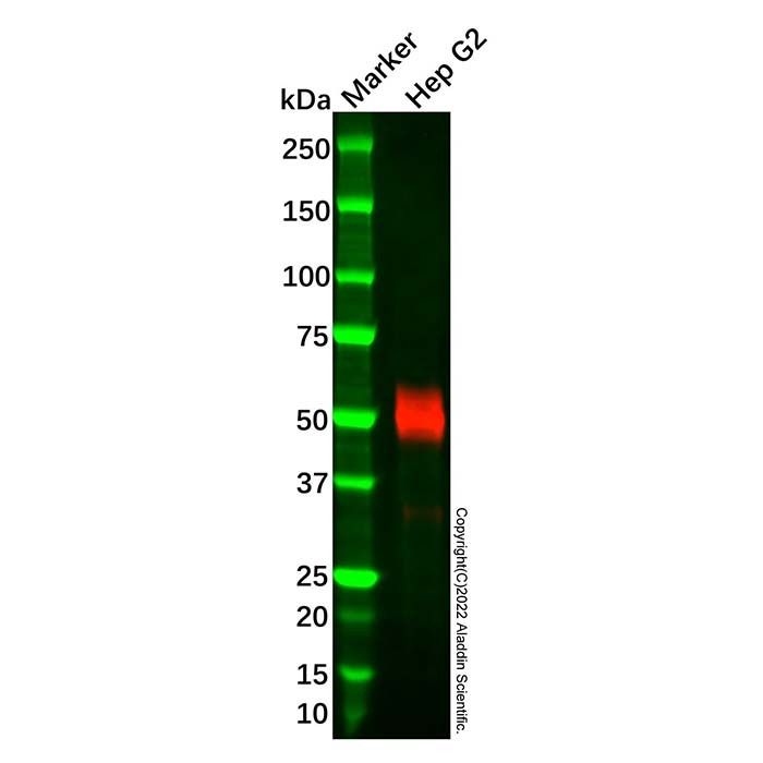 Recombinant Fetuin A  Antibody -    by Aladdin Scientific