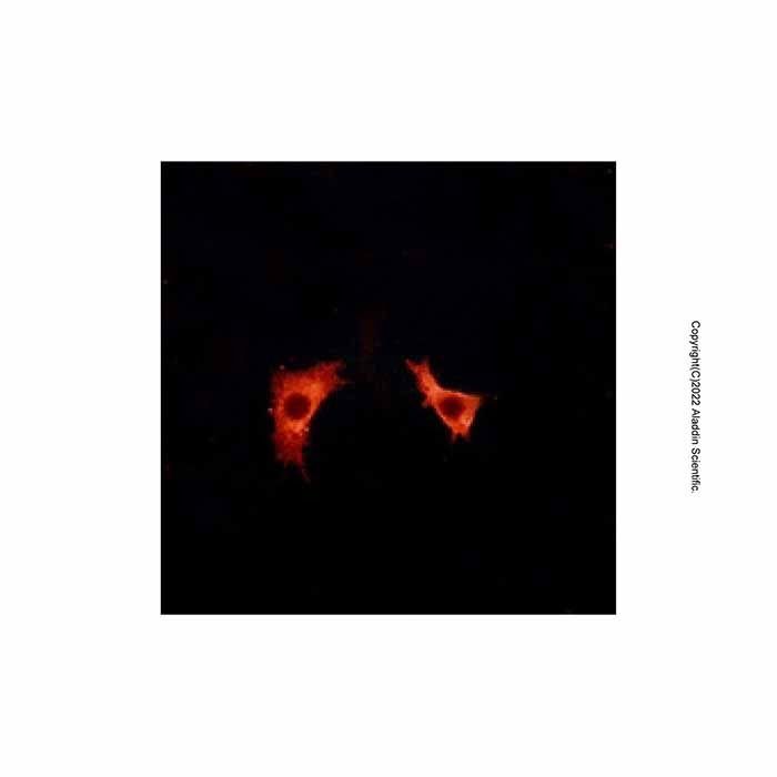 FFAR3/GPR41 Antibody -    by Aladdin Scientific