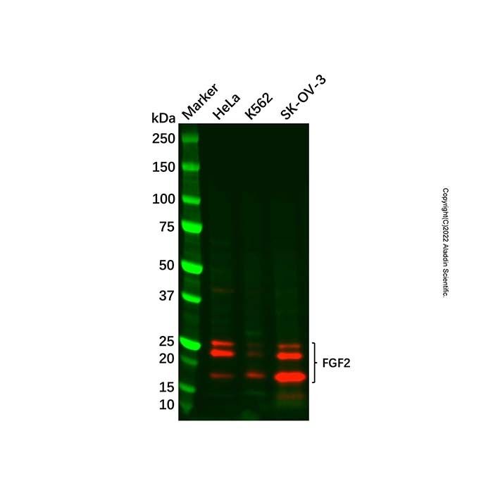 Recombinant FGF2 Antibody - by Aladdin Scientific