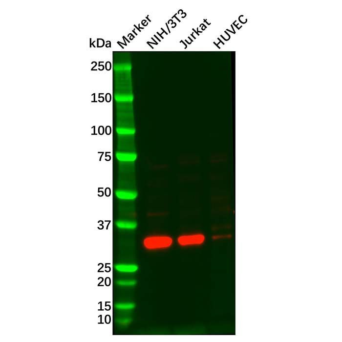 FGF5 Antibody - by Aladdin Scientific
