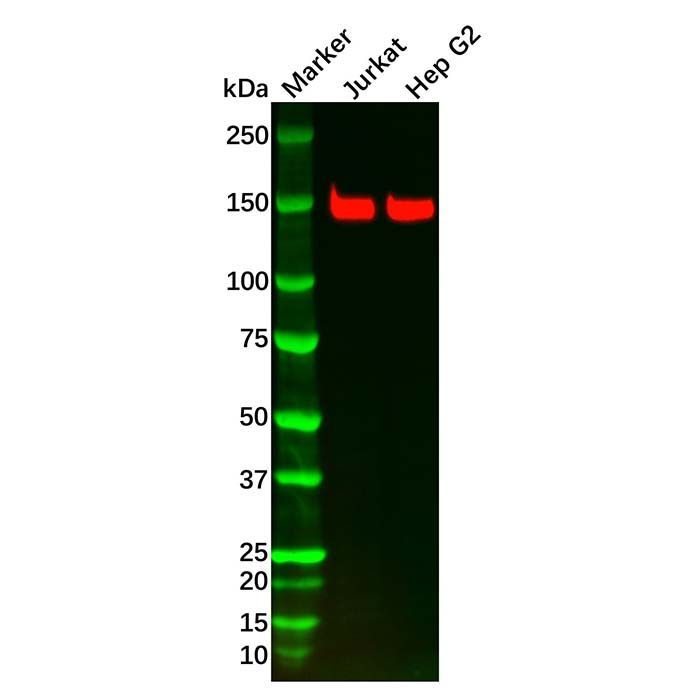 Recombinant FGFR2 Antibody -    by Aladdin Scientific