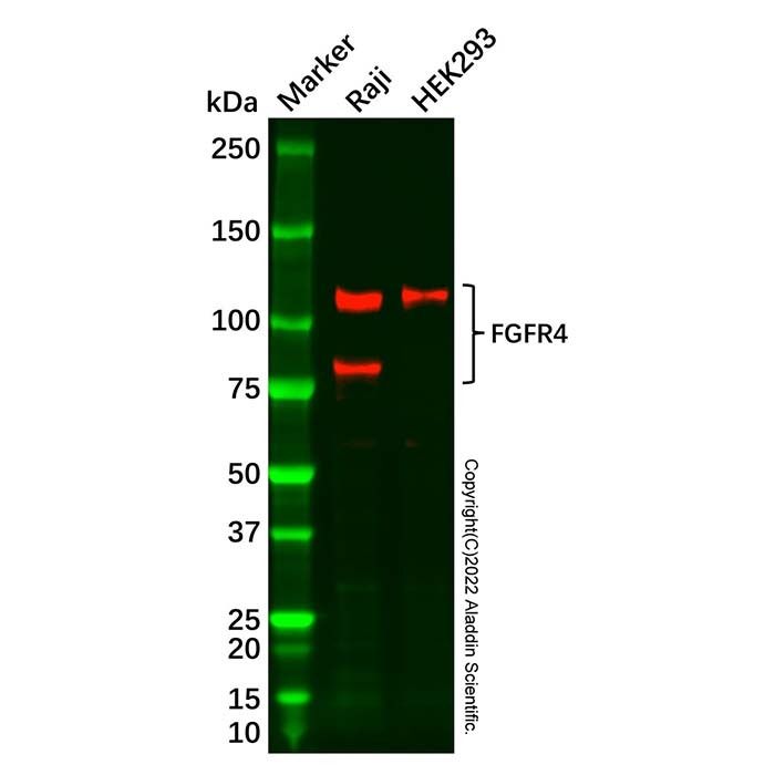 Recombinant FGFR4 Antibody -    by Aladdin Scientific