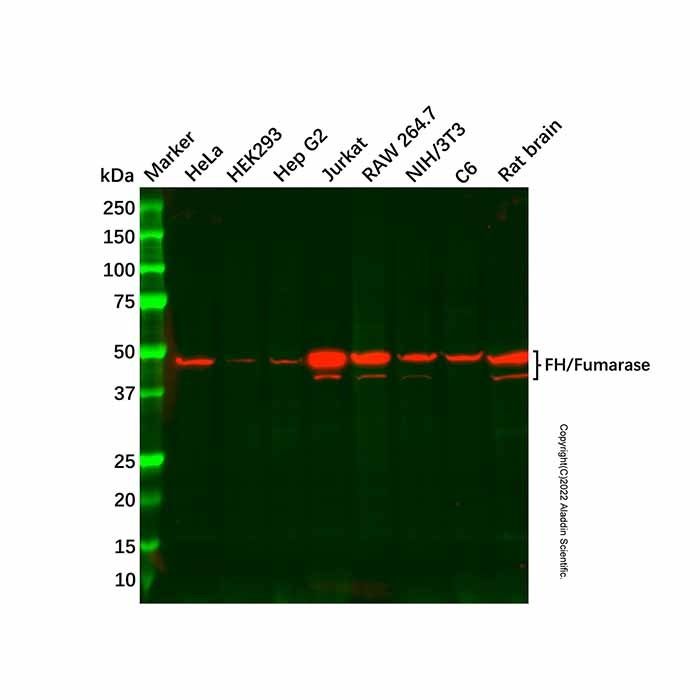 Recombinant FH/Fumarase Antibody -    by Aladdin Scientific