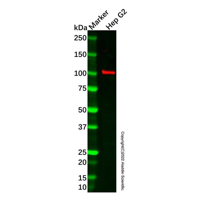 Recombinant Fibrinogen alpha chain Antibody -    by Aladdin Scientific
