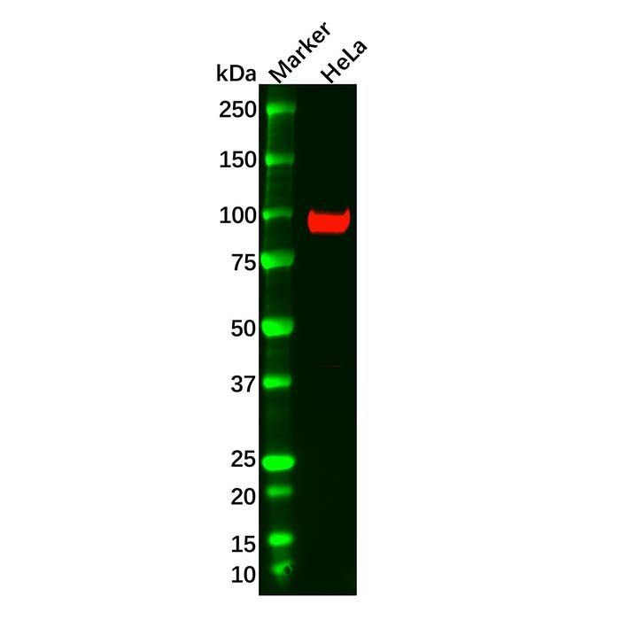 Recombinant FAP Antibody -    by Aladdin Scientific
