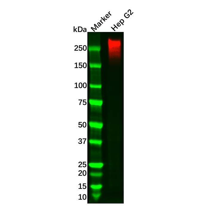 Recombinant Fibronectin Antibody -    by Aladdin Scientific