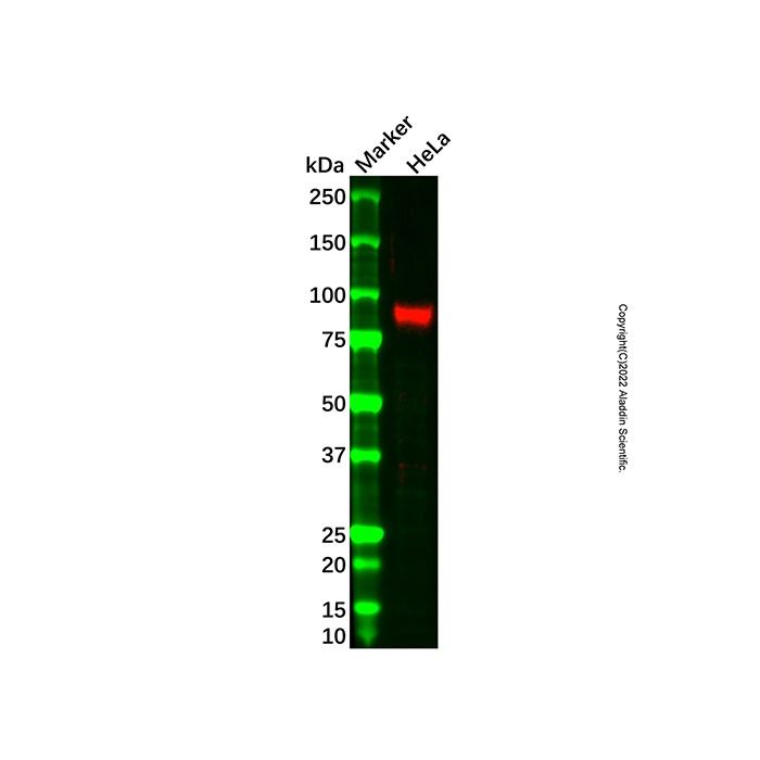 Fibulin 1 Antibody -    by Aladdin Scientific