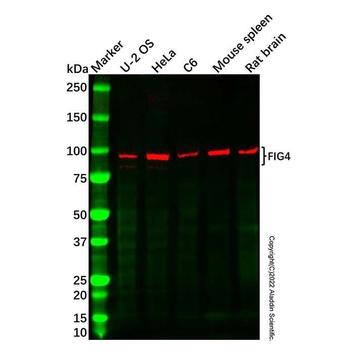 Recombinant FIG4 Antibody -    by Aladdin Scientific