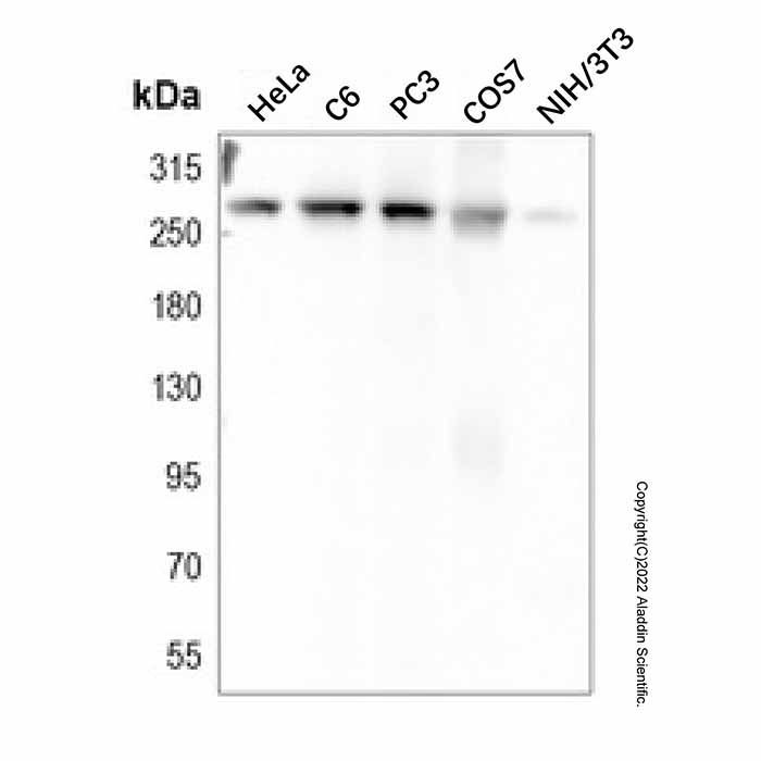 Filamin A Mouse mAb -    by Aladdin Scientific