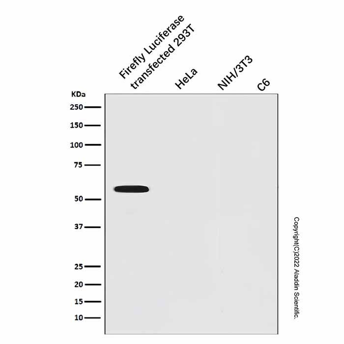 Recombinant Firefly Luciferase Antibody -    by Aladdin Scientific