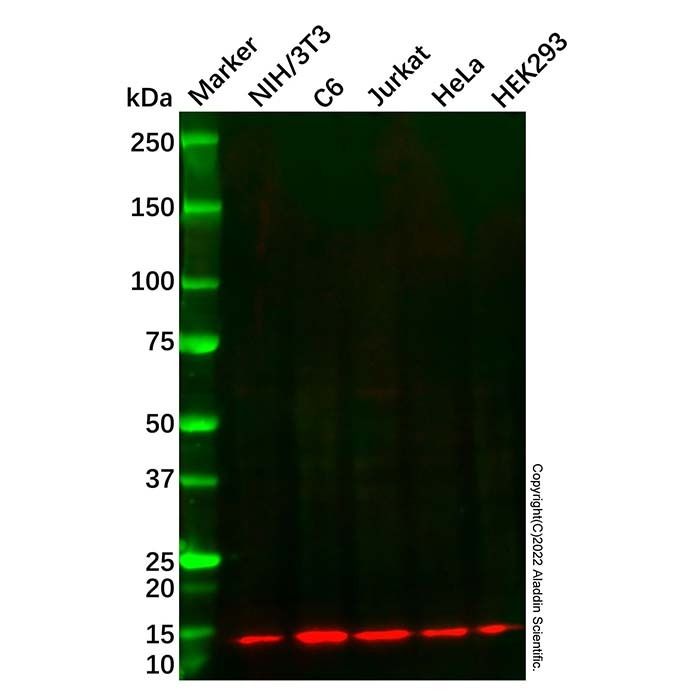 Recombinant FKBP12 Antibody -    by Aladdin Scientific