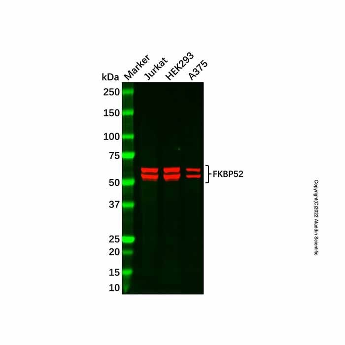FKBP52 Antibody -    by Aladdin Scientific
