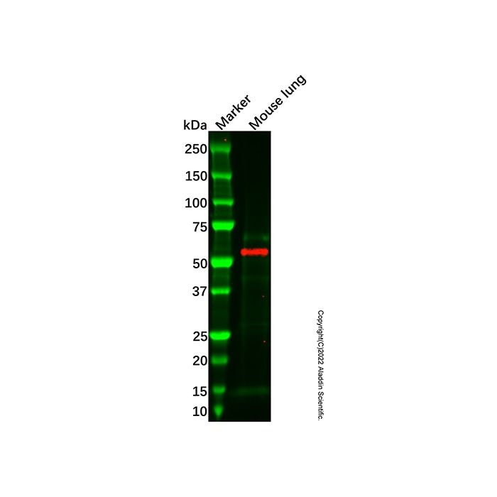 Recombinant FMO3 Antibody -    by Aladdin Scientific
