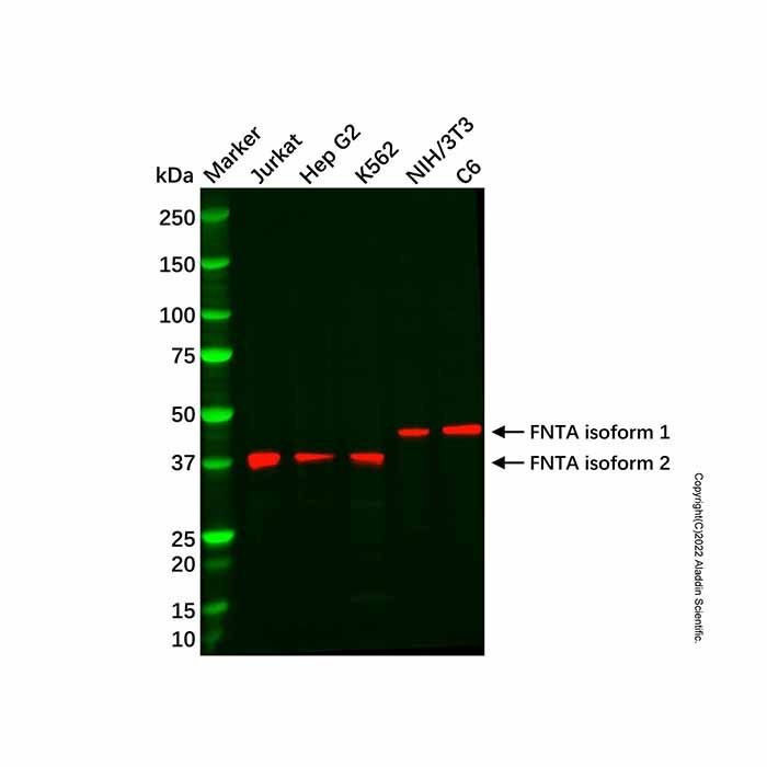Recombinant FNTA Antibody -    by Aladdin Scientific