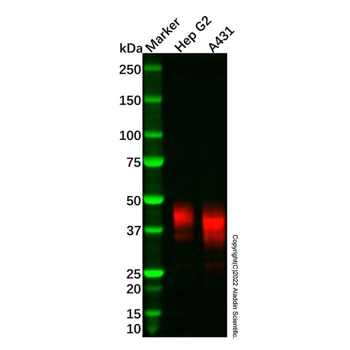 Recombinant Follistatin Antibody -    by Aladdin Scientific
