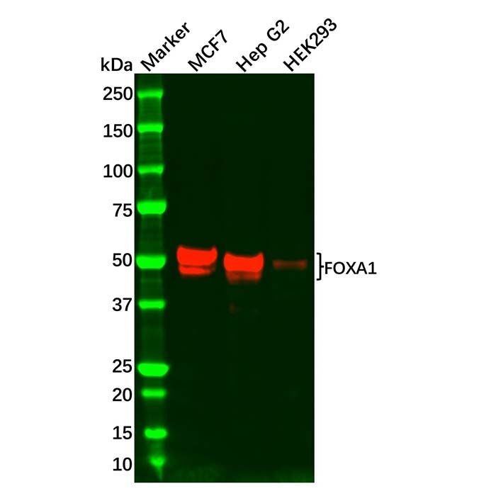 Recombinant FOXA1 Antibody -    by Aladdin Scientific