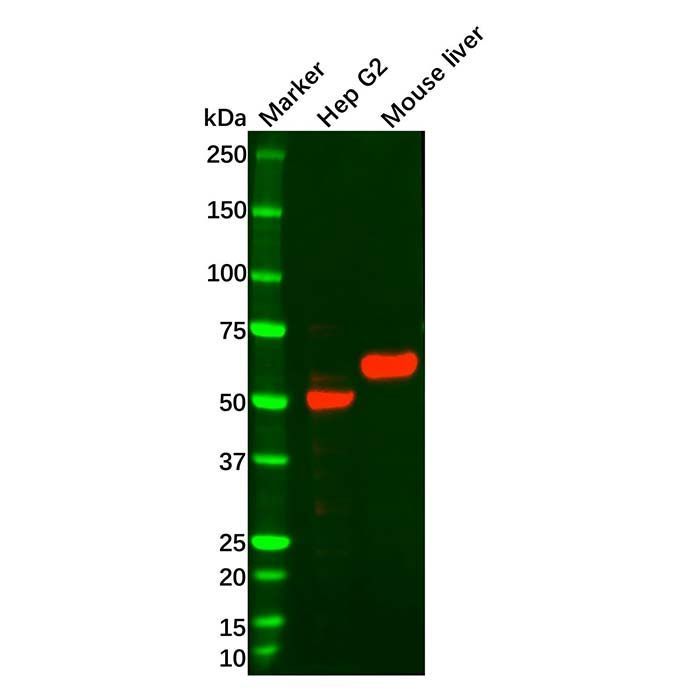 Recombinant FOXA2 Antibody -    by Aladdin Scientific