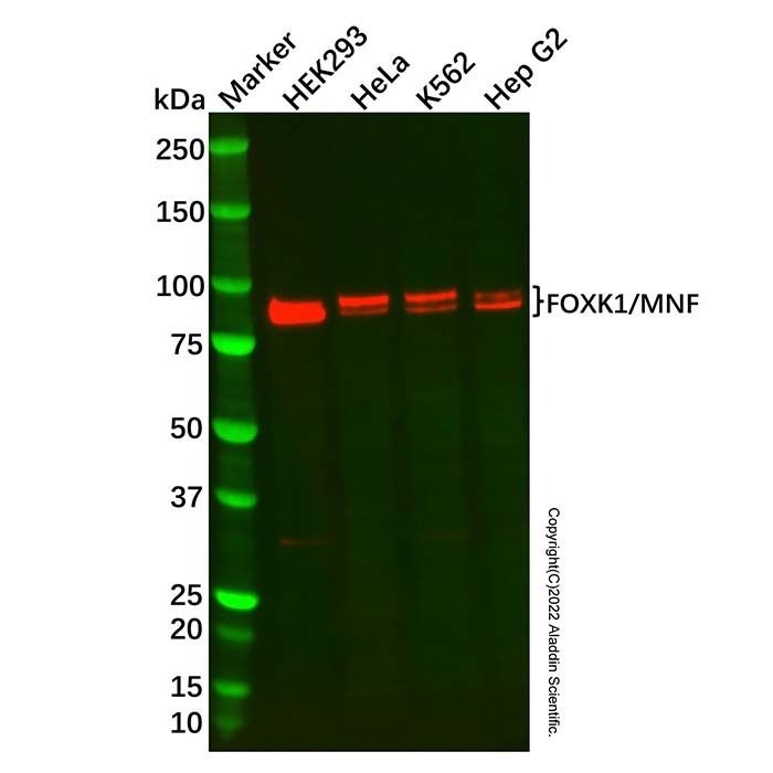 FOXK1/MNF Antibody -    by Aladdin Scientific