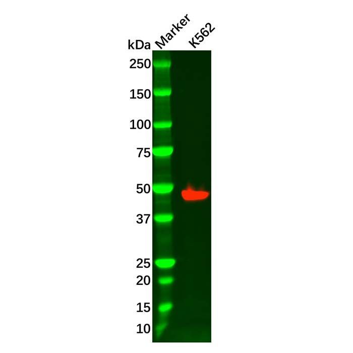 Recombinant FOXL2 Antibody -    by Aladdin Scientific