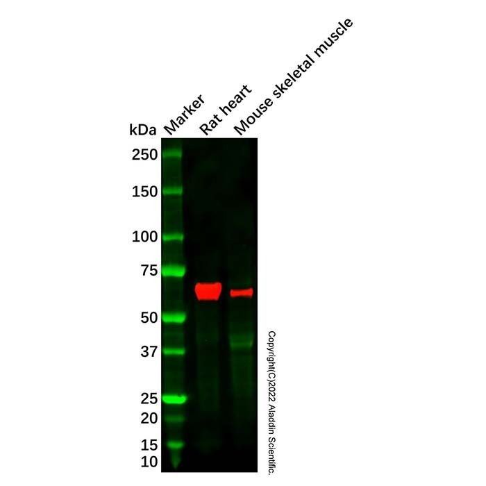 Recombinant FOXO4/AFX Antibody -    by Aladdin Scientific