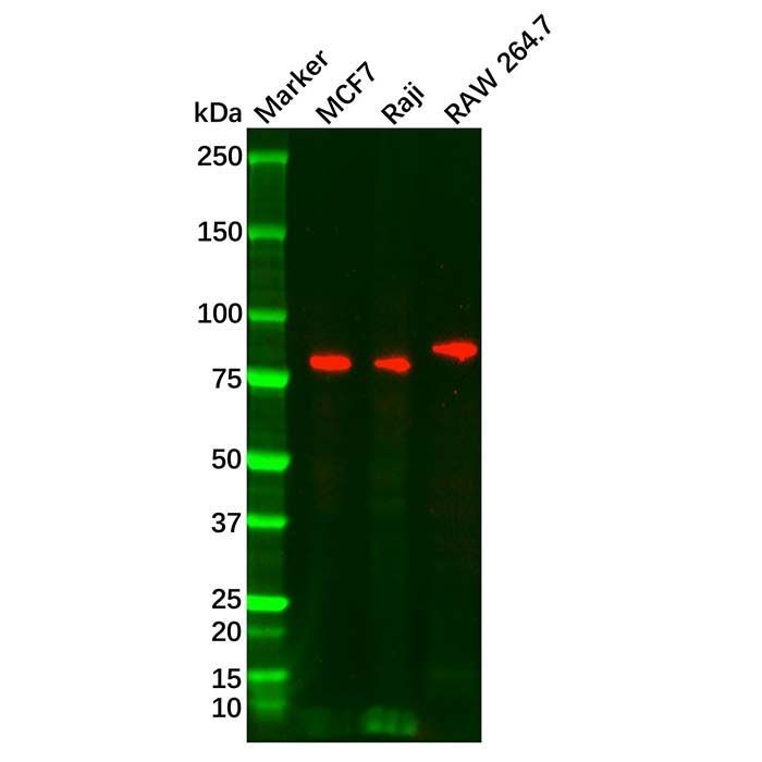 FOXP1 Mouse mAb - by Aladdin Scientific