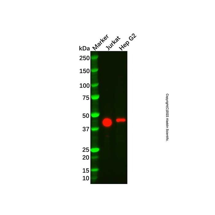 Recombinant FOXP3 Antibody -    by Aladdin Scientific
