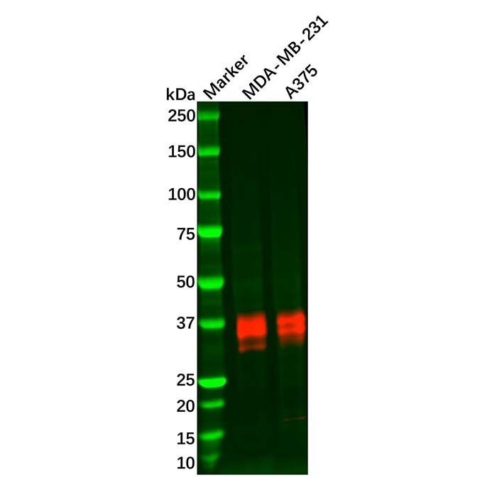 Recombinant FRA1 Antibody -    by Aladdin Scientific