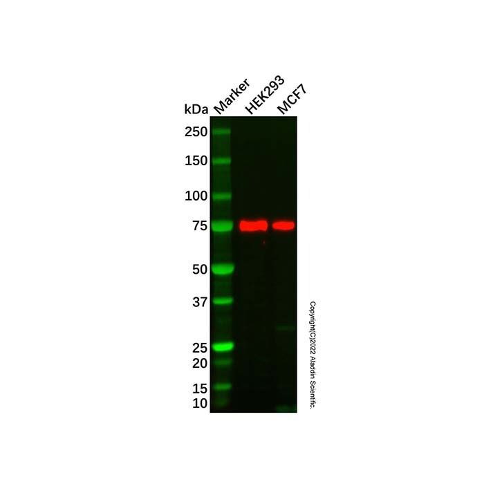 Recombinant FRS2 Antibody -    by Aladdin Scientific