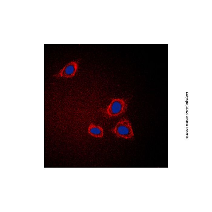 GAB1 Antibody -    by Aladdin Scientific