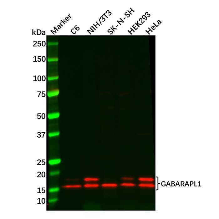 GABARAPL1 Antibody -    by Aladdin Scientific