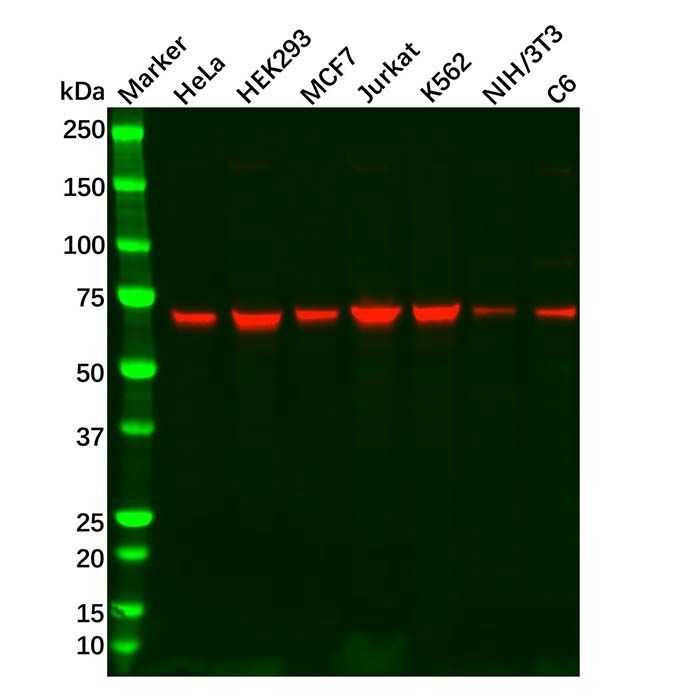 Recombinant GAD67 Antibody -    by Aladdin Scientific