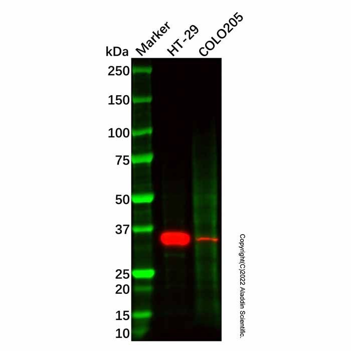 Recombinant GAL4 Antibody -    by Aladdin Scientific