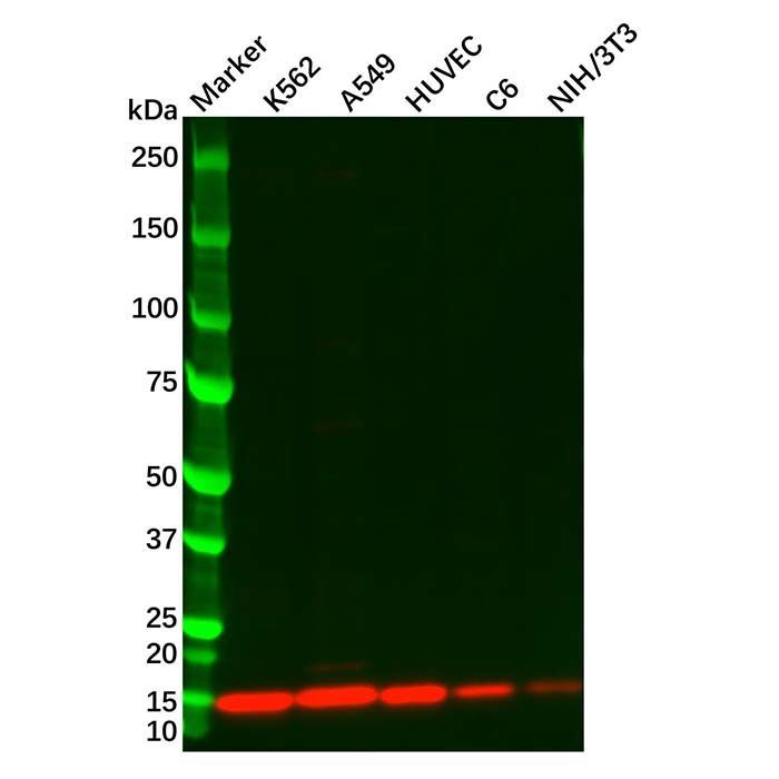 Galectin 1 Antibody -    by Aladdin Scientific