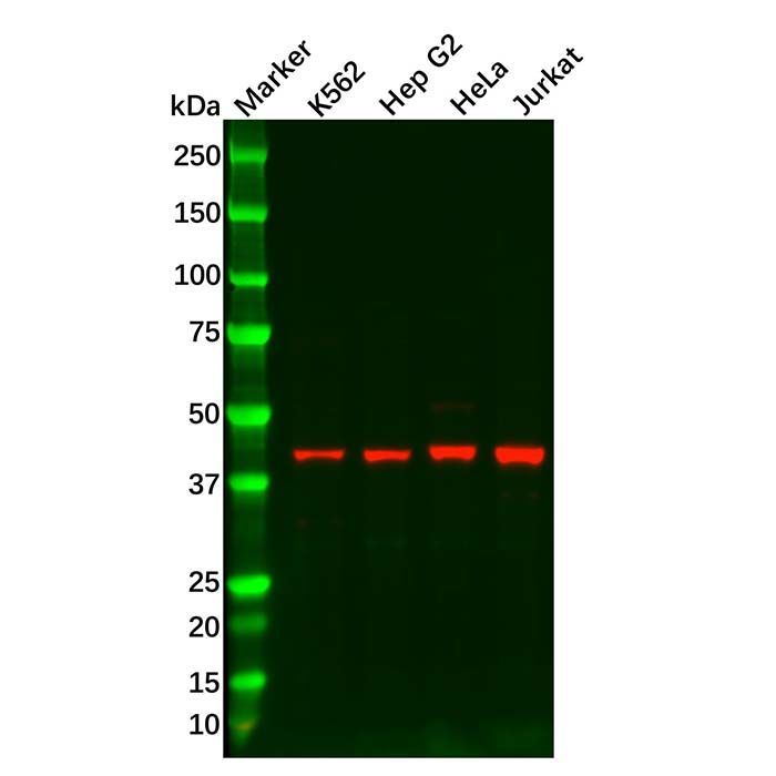 gamma Actin Antibody -    by Aladdin Scientific