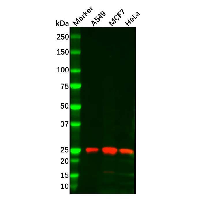 Gankyrin Mouse mAb -    by Aladdin Scientific