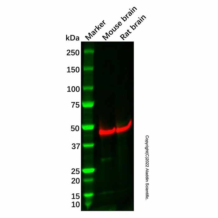 Recombinant GAP43 Antibody -    by Aladdin Scientific