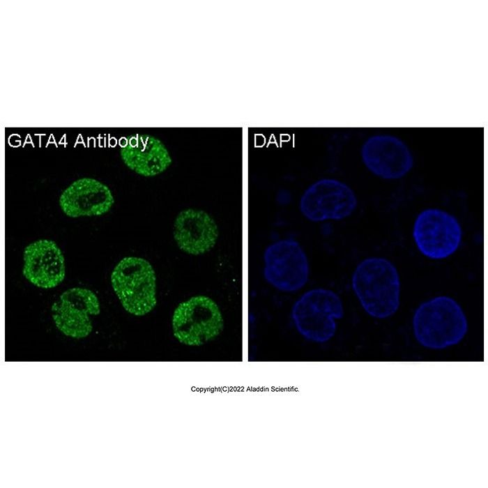 Recombinant GATA4 Antibody -    by Aladdin Scientific