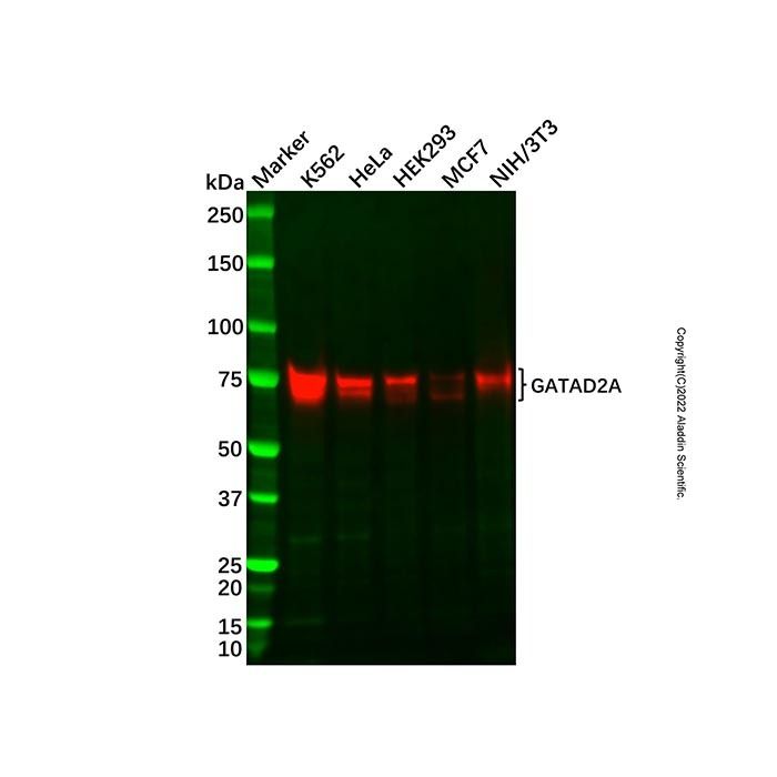 Recombinant GATAD2A Antibody -    by Aladdin Scientific