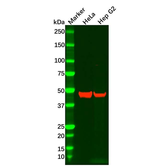 GNB5 Antibody -    by Aladdin Scientific