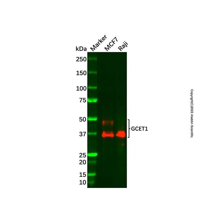 Recombinant GCET1 Antibody -    by Aladdin Scientific