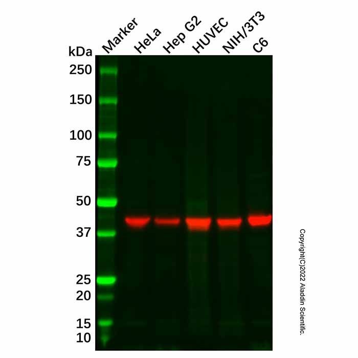 GCNT2 Antibody -    by Aladdin Scientific