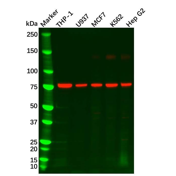 GCSF Receptor Antibody - by Aladdin Scientific