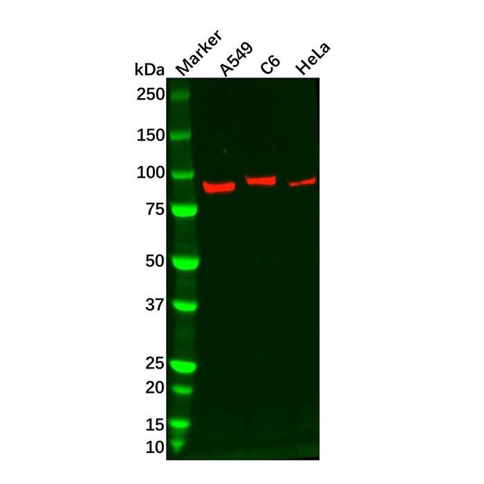 Gelsolin Mouse mAb -    by Aladdin Scientific