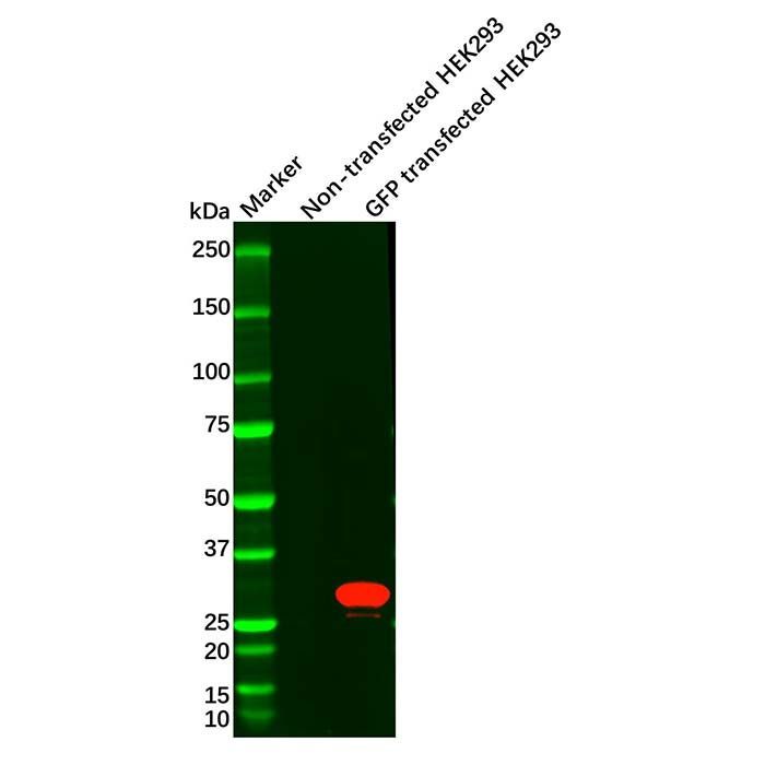 Recombinant GFP Antibody -    by Aladdin Scientific