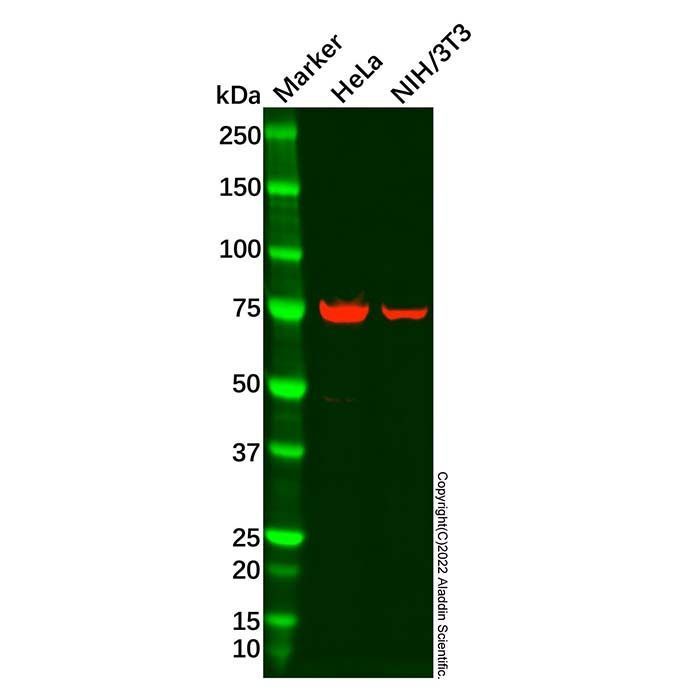 Recombinant GFPT2 Antibody -    by Aladdin Scientific