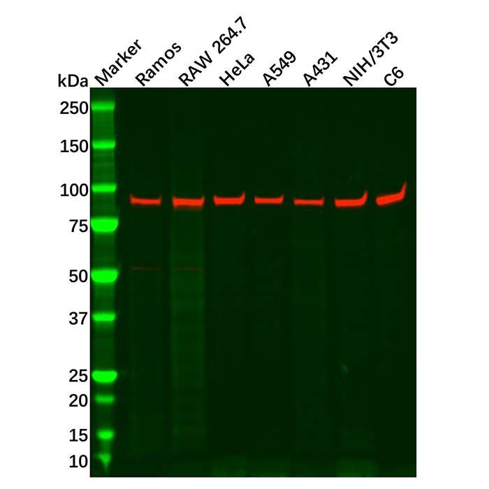 Recombinant Glucocorticoid Receptor Antibody -    by Aladdin Scientific