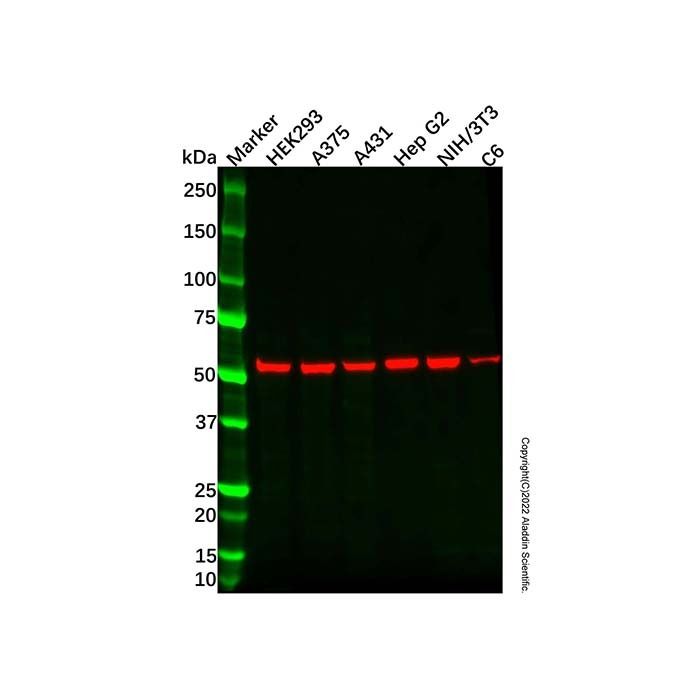 Recombinant Glucose Transporter GLUT3 Antibody -    by Aladdin Scientific