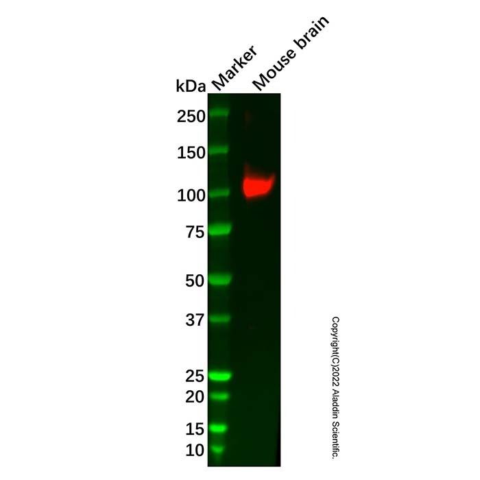 Recombinant Glutamate receptor 4 Antibody -    by Aladdin Scientific
